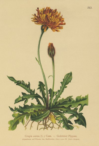 Kultahaukkaparta (Crepis aurea) tekijältä German School