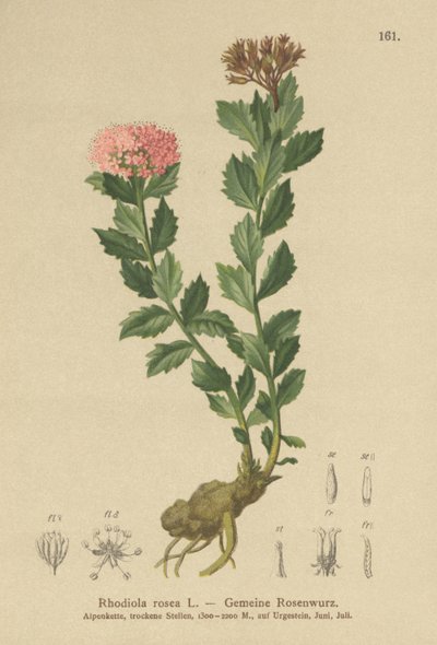 Kultajuuri (Rhodiola rosea) tekijältä German School