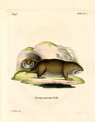 Gopher (värillinen kaiverrus) tekijältä German School