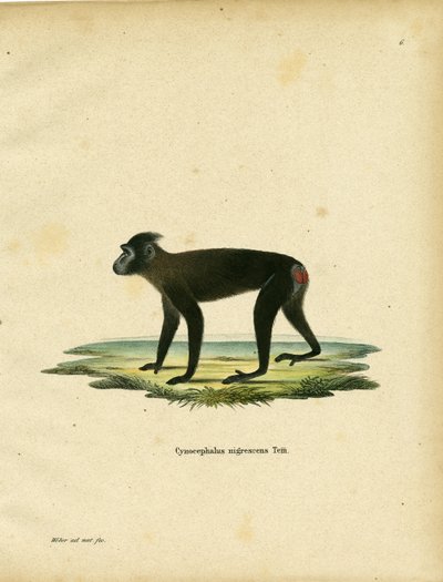 Gorontalo Macaque (värillinen kaiverrus) tekijältä German School