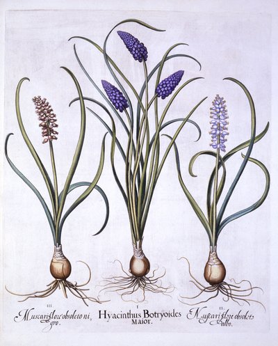 Rypälehyasintit, Hortus Eystettensis, kirjoittanut Basil Besler (1561-1629), pub. 1613 (käsinvärinen kaiverrus) tekijältä German School