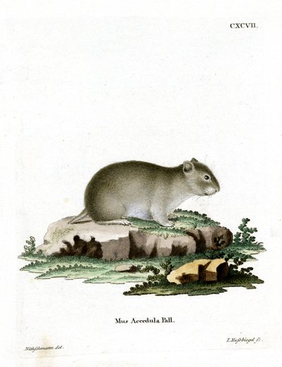 Harmaa kääpiöhamsteri (värillinen kaiverrus) tekijältä German School