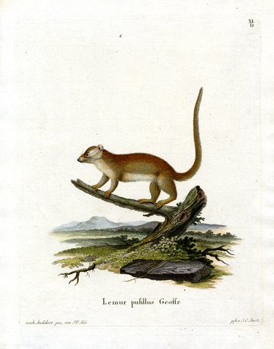 Grey Mouse Lemur (värillinen kaiverrus) tekijältä German School