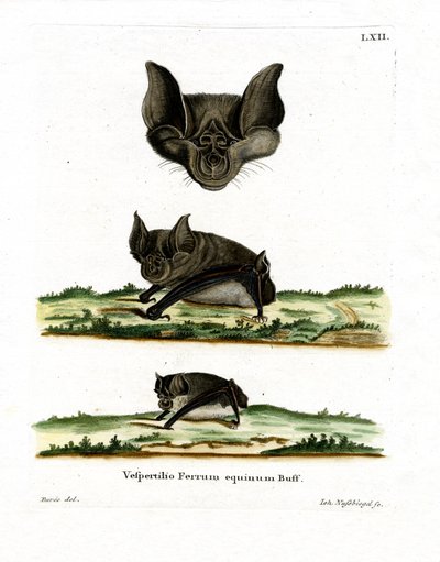 Greater Horseshoe Bat (värillinen kaiverrus) tekijältä German School