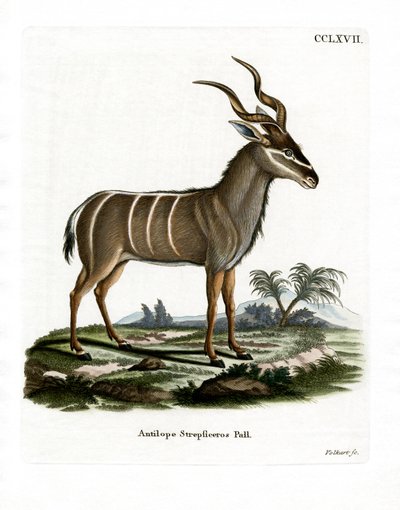 Greater Kudu (värillinen kaiverrus) tekijältä German School