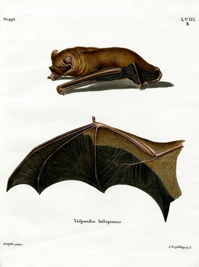 Greater Noctule Bat (värillinen kaiverrus) tekijältä German School