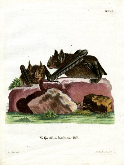Keihäsnokkalepakko (värillinen kaiverrus) tekijältä German School