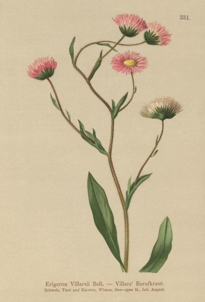 Kreikkalainen Fleabane (Erigeron Villarsii, Erigeron atticus) tekijältä German School