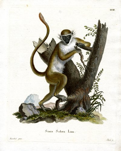Green Monkey (värillinen kaiverrus) tekijältä German School