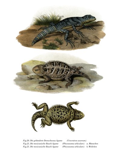Vihreä piikkihäntä-iguana (väri litho) tekijältä German School