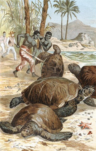 Vihreä kilpikonna, levy "Brehms Tierleben: Allgemeine Kunde des Tierreichs", vol.7, s.596, julkaisija Bibliographisches Institut tekijältä German School