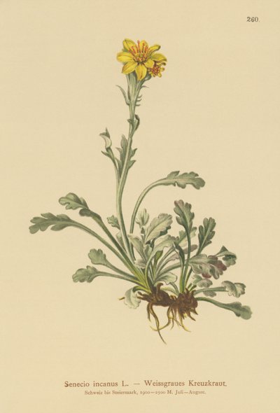 Harmaa Ragwort (Senecio incanus) tekijältä German School