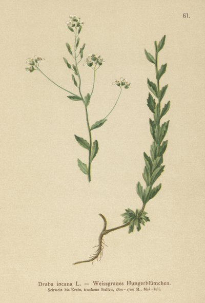 Harmaa Whitlow-ruoho (Draba incana,) tekijältä German School