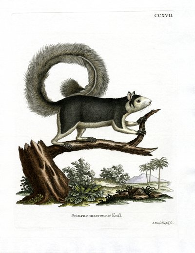 Grizzled Giant Squirrel (värillinen kaiverrus) tekijältä German School
