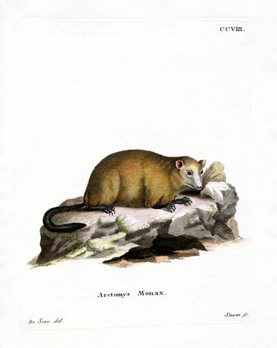 Groundhog (värillinen kaiverrus) tekijältä German School