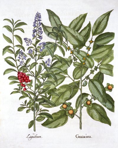 Guaiacum ja Chinese Privet, Hortus Eystettensis, kirjoittanut Basil Besler (1561-1629), pub. 1613 (käsinvärinen kaiverrus) tekijältä German School