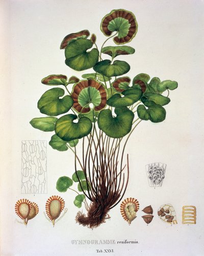 Gymnogramme Reniformis, pöytä XXVI 