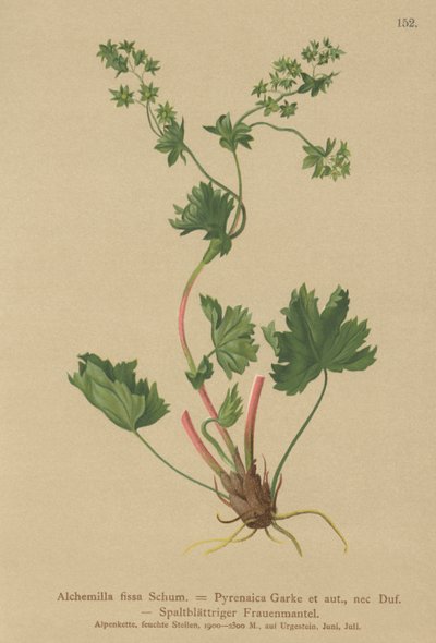 Karvaton Ladys Mantle (Alchemilla fissa, Alchemilla Pyrenaica) tekijältä German School