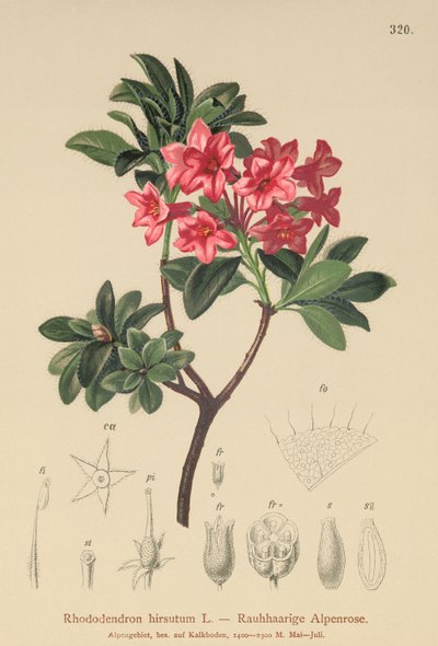 Karvainen Alpenrose (Rhododendron hirsutum) tekijältä German School