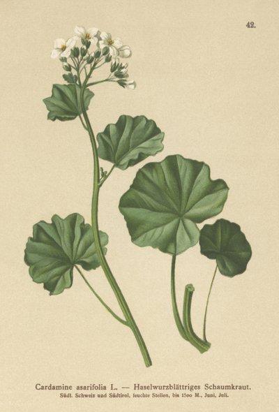 Karvainen katkerakrassi (Cardamine asarifolia) tekijältä German School