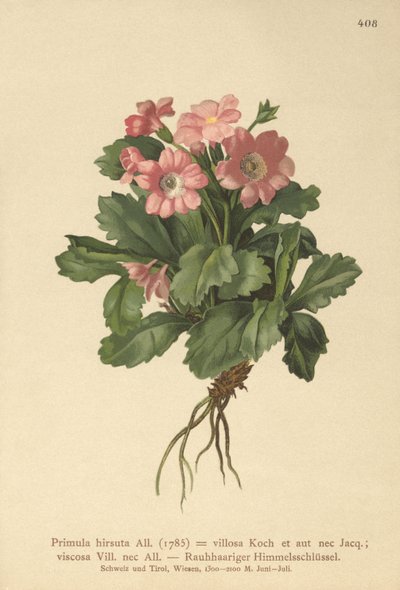 Karvainen esikko (Primula hirsuta) tekijältä German School