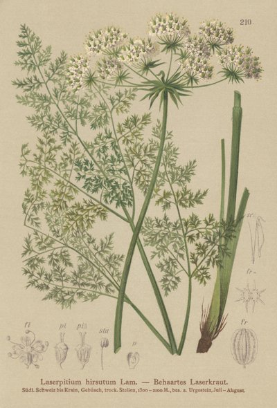 Hallers Sermountain (Laserpitium hirsutum, Laserpitium halleri, Laserpitium panax) tekijältä German School