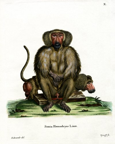 Hamadryas Baboon (värillinen kaiverrus) tekijältä German School