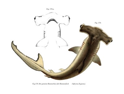 Hammerhead (väri litho) tekijältä German School