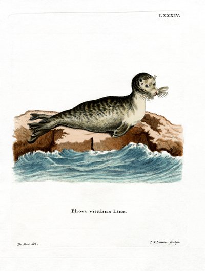 Harbour Seal (värillinen kaiverrus) tekijältä German School