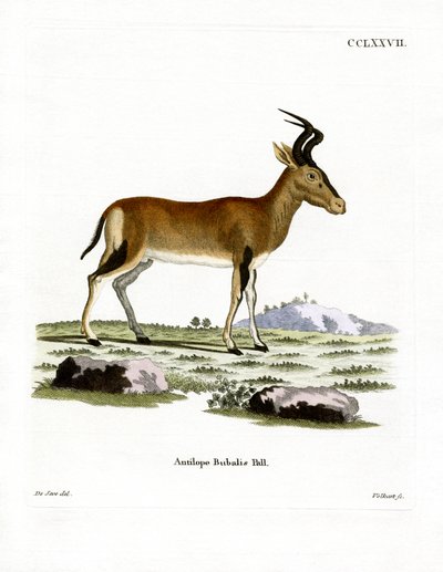 Hartebeest (värillinen kaiverrus) tekijältä German School
