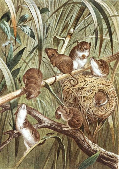Harvest Mouse, levy "Brehms Tierleben: Allgemeine Kunde des Tierreichs", vol.2, s.515, julkaisija Bibliographisches Institut tekijältä German School