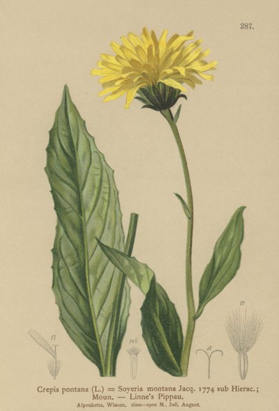 Haukkaparta (Crepis bocconi, Crepis pontana, Crepis montana, Hieracium montanum, Soyeria montana) tekijältä German School