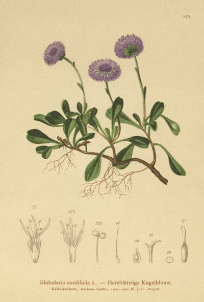 Sydänlehtinen Globe Daisy (Globularia cordifolia) tekijältä German School