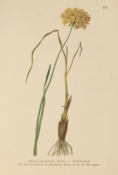 Heath-valkosipuli (Allium ericetorum, Allium ambiguum, Allium graminifolium) tekijältä German School