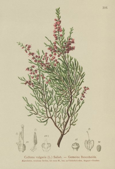 kanerva (Calluna vulgaris) tekijältä German School