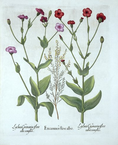 Heather and Two Kinds of Lychnis, Hortus Eystettensis, kirjoittanut Basil Besler (1561-1629), pub. 1613 (käsinvärinen kaiverrus) tekijältä German School