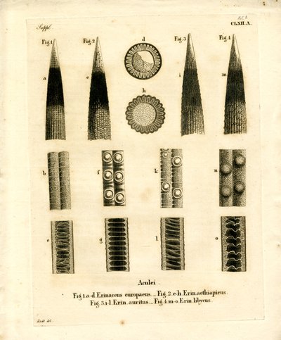 Hedgehog Prickles (värillinen kaiverrus) tekijältä German School