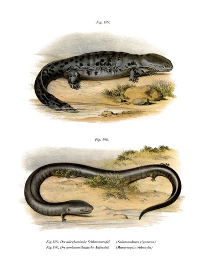Hellbender (väri litho) tekijältä German School