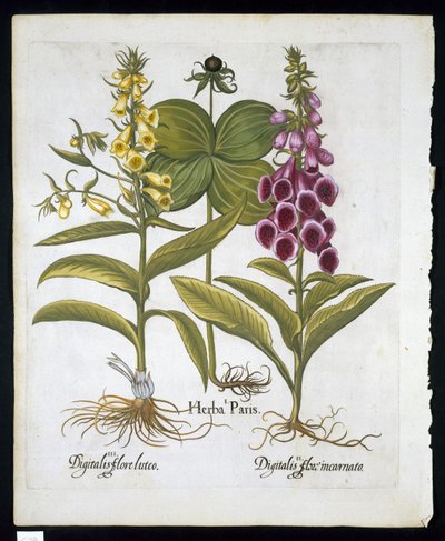Yrtti Paris (Solanum quadrifolium), tavallinen kettukäsine (Digitalis Purpurea) iso keltainen kettukäsine (Basil Besler (1561-1629) pub 1613 (käsinvärinen kaiverrus)) tekijältä German School