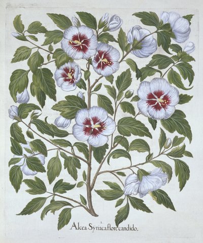 Hibiscus syriacus, Hortus Eystettensis, kirjoittanut Basil Besler (1561-1629), pub. 1613 (käsinvärinen kaiverrus) tekijältä German School