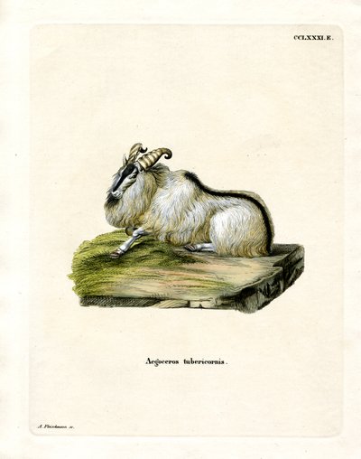 Himalayan Thar (värillinen kaiverrus) tekijältä German School