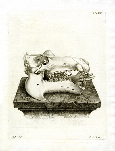 Hippo Skull (värillinen kaiverrus) tekijältä German School