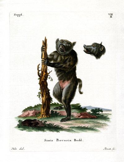 Hog-faced Baboon (värillinen kaiverrus) tekijältä German School