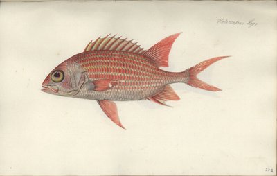 Holocentrus ascensionis, ennen vuotta 1790 (wc paperilla) tekijältä German School