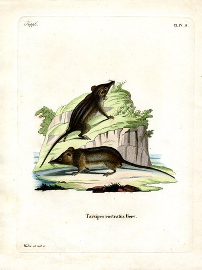 Honey Possum (värillinen kaiverrus) tekijältä German School