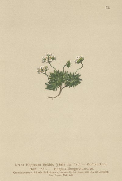 Hoppes Whitlow-grass (Draba Hoppeana, Draba Zahlbruckneri) tekijältä German School