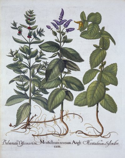 Hevosminttu ja viherminttu, Hortus Eystettensis, kirjoittanut Basil Besler (1561-1629), pub. 1613 (käsinvärinen kaiverrus) tekijältä German School