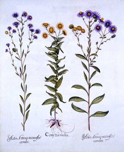 HorseweedButterweedFleabane ja European Michaelmas Daisies, Hortus Eystettensis, kirjoittanut Basil Besler (1561-1629), pub. 1613 (käsinvärinen kaiverrus) tekijältä German School
