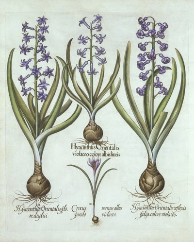 Hyasintit ja syyskrookus, Hortus Eystettensis, kirjoittanut Basil Besler (1561-1629), pub. 1613 (käsinvärinen kaiverrus) tekijältä German School