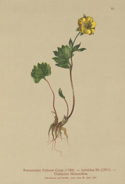 Hybridibuttercup (Ranunculus Pythora, Ranunculus hybridus) tekijältä German School